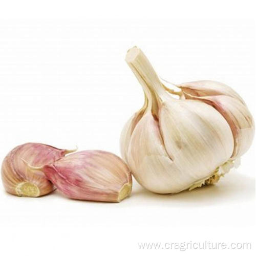 Organic Dried Garlic Bulk For Sale